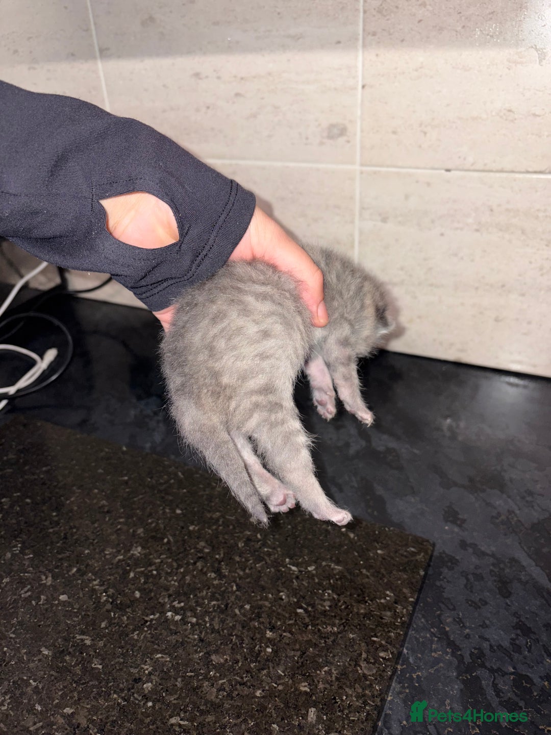 Bengal cats for sale: Bengal mixed Tabby - Advert 6