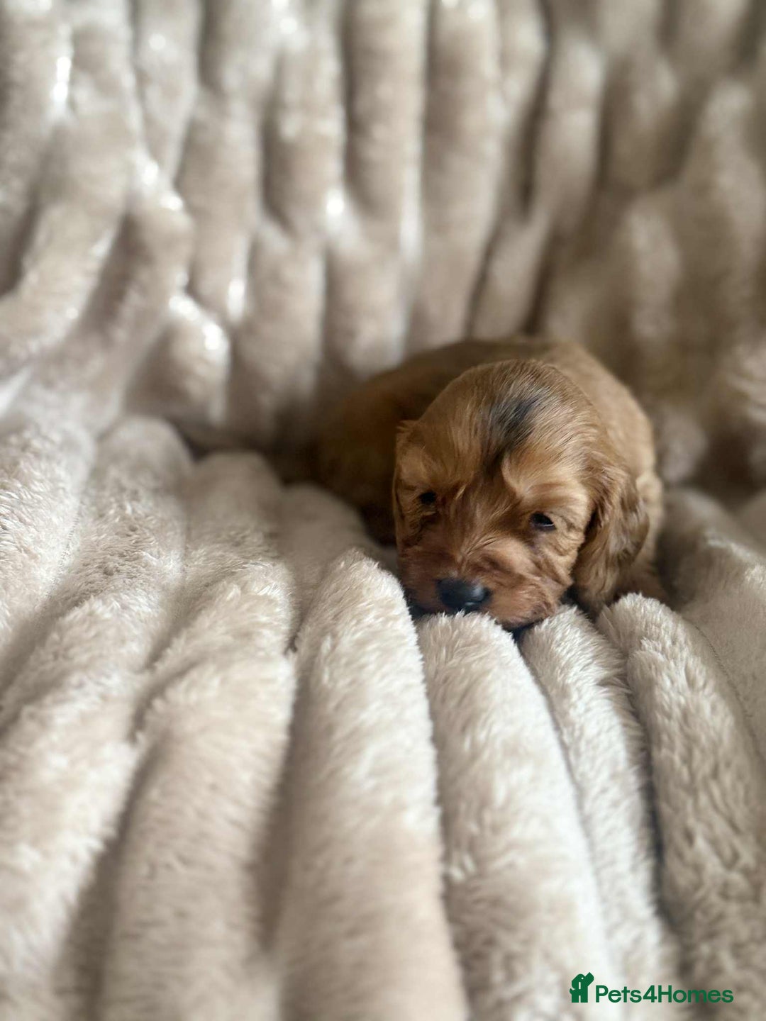 Cockapoo dogs for sale: Cockapoo F1B STUNNING COLOURS 4 available - Advert 36