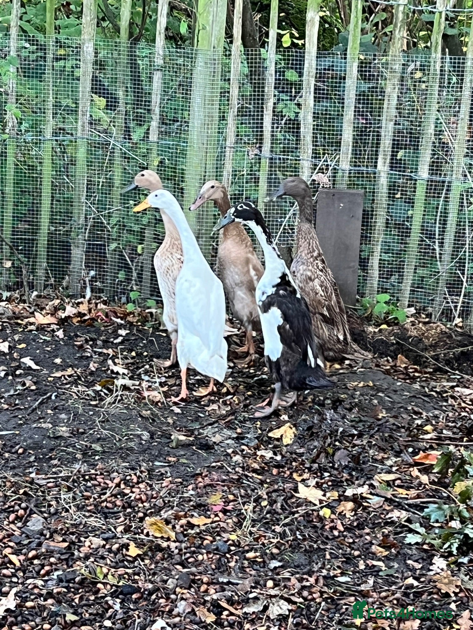 Ducks poultry 5 female ducks  - Advert 4