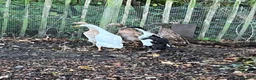Ducks poultry for sale: 5 female ducks  in Petersfield - Advert 1