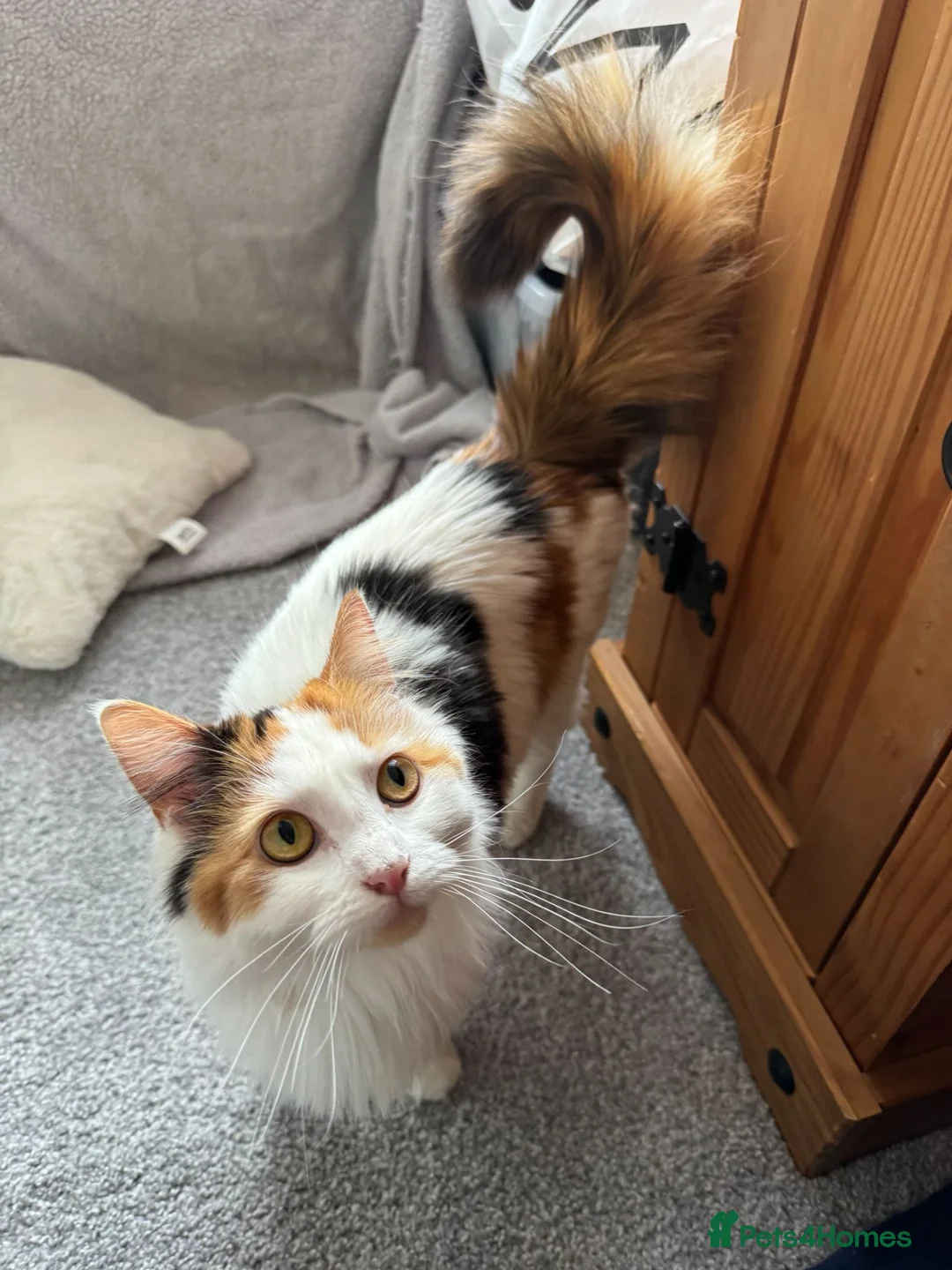 British Longhair cats for sale: Kittens in Haltwhistle - Advert 1