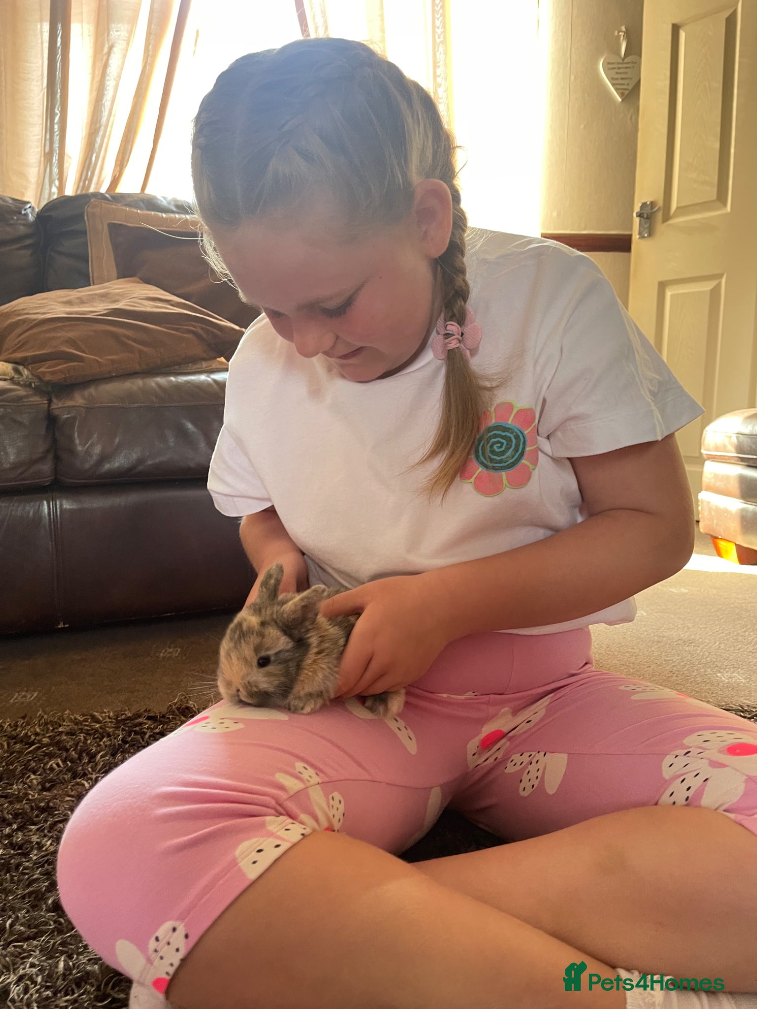 Lionhead rabbits for sale: Baby Lionhead x Lops Looking For New Home - Advert 18