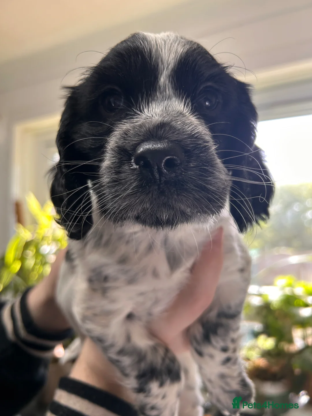 Cocker Spaniel dogs for sale: Blue Roan and Liver Roan Cocker Spaniels for Sale  - Advert 2