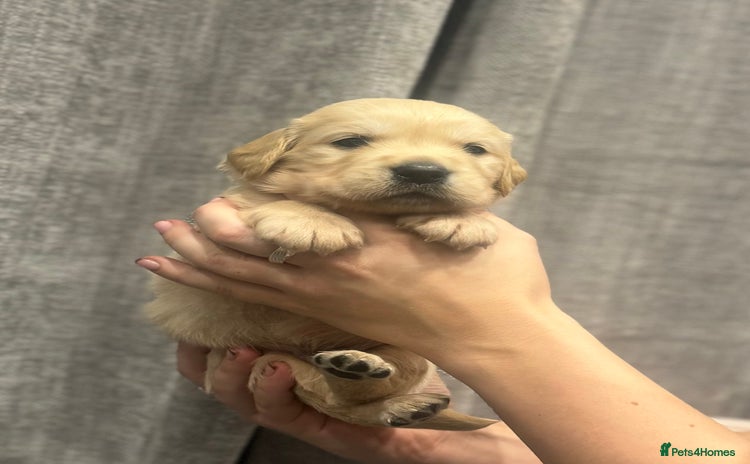 Golden Retriever dogs Kc Reg Health Tested Golden Retriever Puppies  - Advert 2