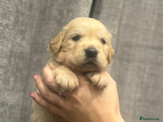 Golden Retriever dogs Kc Reg Health Tested Golden Retriever Puppies - Advert 5