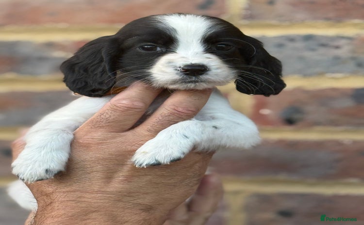 Sprocker dogs - Advert 2
