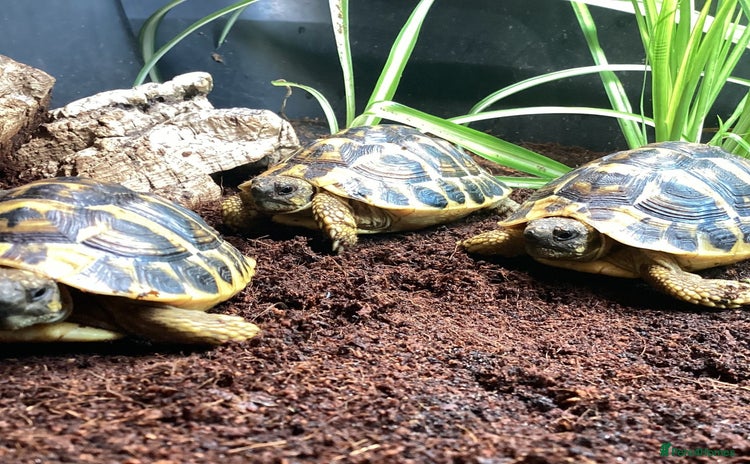 Hermann Tortoise reptiles - Advert 2