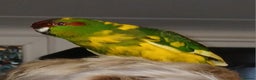 Parakeets birds for sale: Kakariki's x3 Males dna'd Kakariki's  - Advert 12