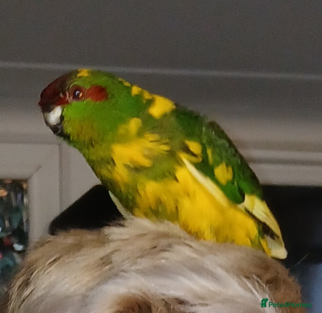 Parakeets birds for sale: Kakariki's x3 Males dna'd Kakariki's  - Advert 12