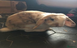 Mixed Breed rabbits for sale: Friendly mixed lop rabbit needs a new home - Image 2