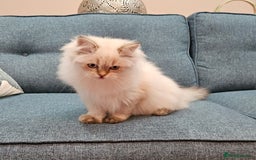 Scottish Fold cats for sale: Excellent Scottish straight kittens  - Advert 33