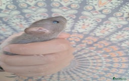 Rat rodents for sale: All rats have been reserved. - Image 15