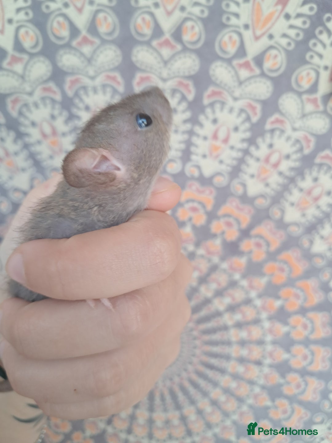 Rat rodents for sale: All rats have been reserved. - Image 15