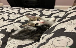 Mixed Breed cats for sale: Kittens 😸 MaineCoon x kittens READY TODAY ❤️😸🐈 - Image 25