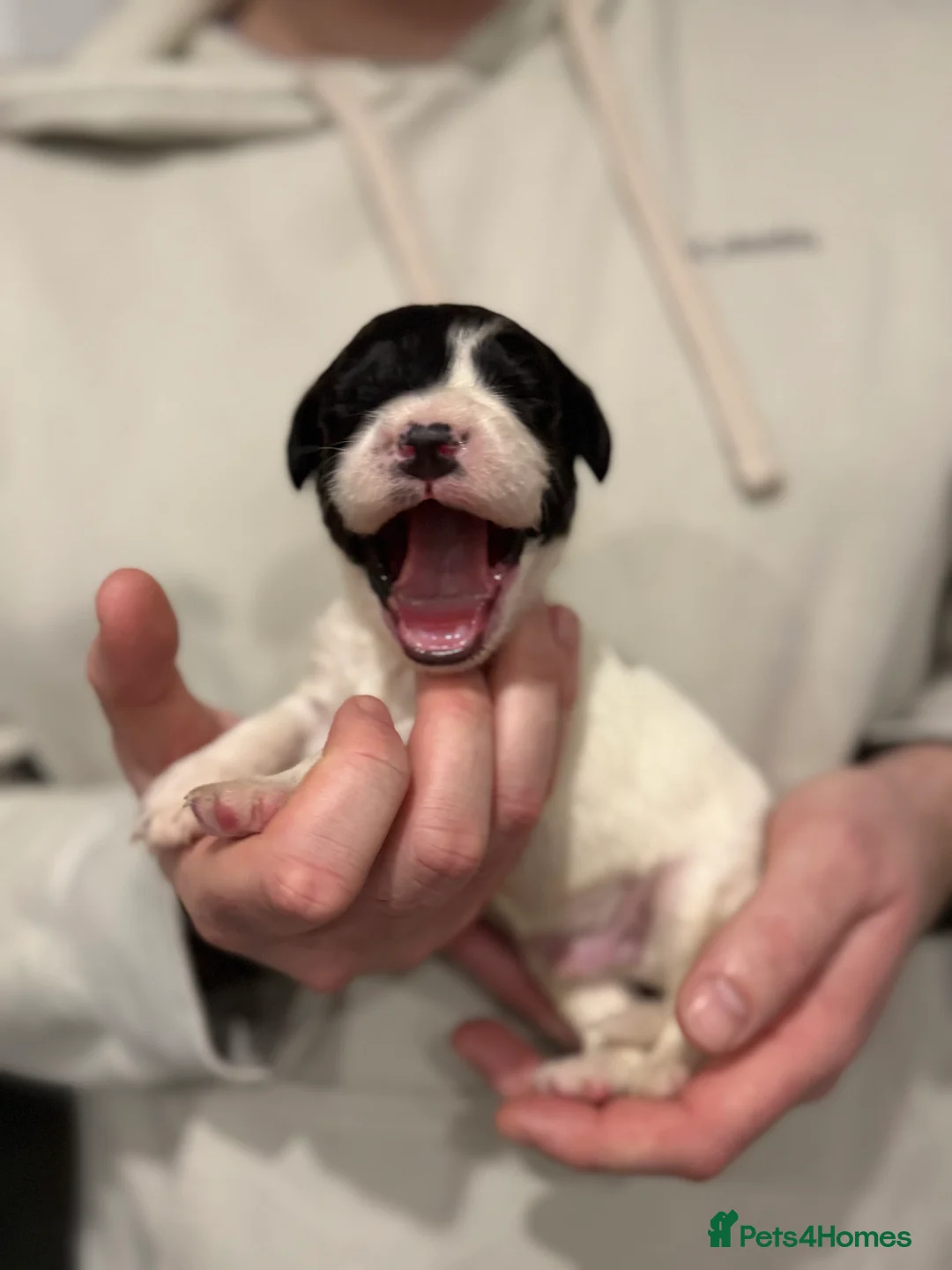 Sprocker dogs for sale: Sprocker pups looking for their forever home 🐶💕 - Advert 9