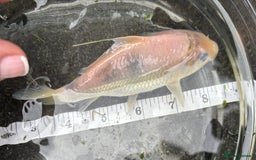 Koi Carp fish for sale: Kio Carp - Image 2
