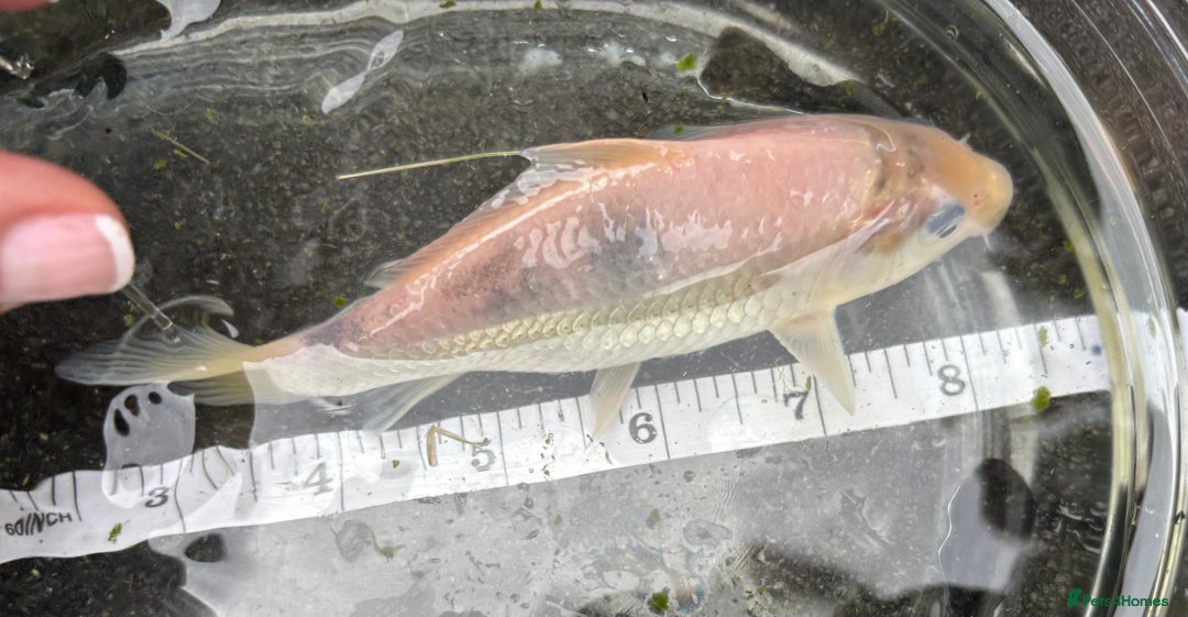 Koi Carp fish for sale: Kio Carp - Image 2