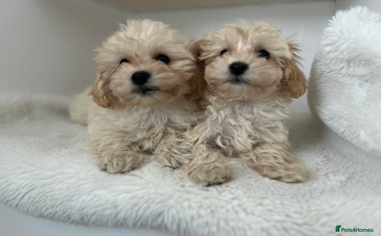 Maltipoo dogs - Advert 9