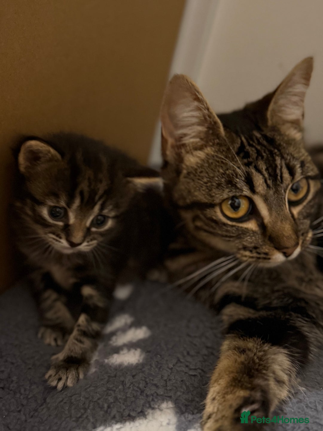 British Longhair cats for sale: Beautiful female kitten - Advert 6