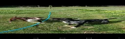 Border Collie dogs for sale: Border collie pups - Advert 19