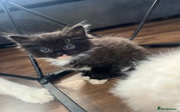 Mixed Breed cats for sale: Beautiful fluffy kittens  - Image 7