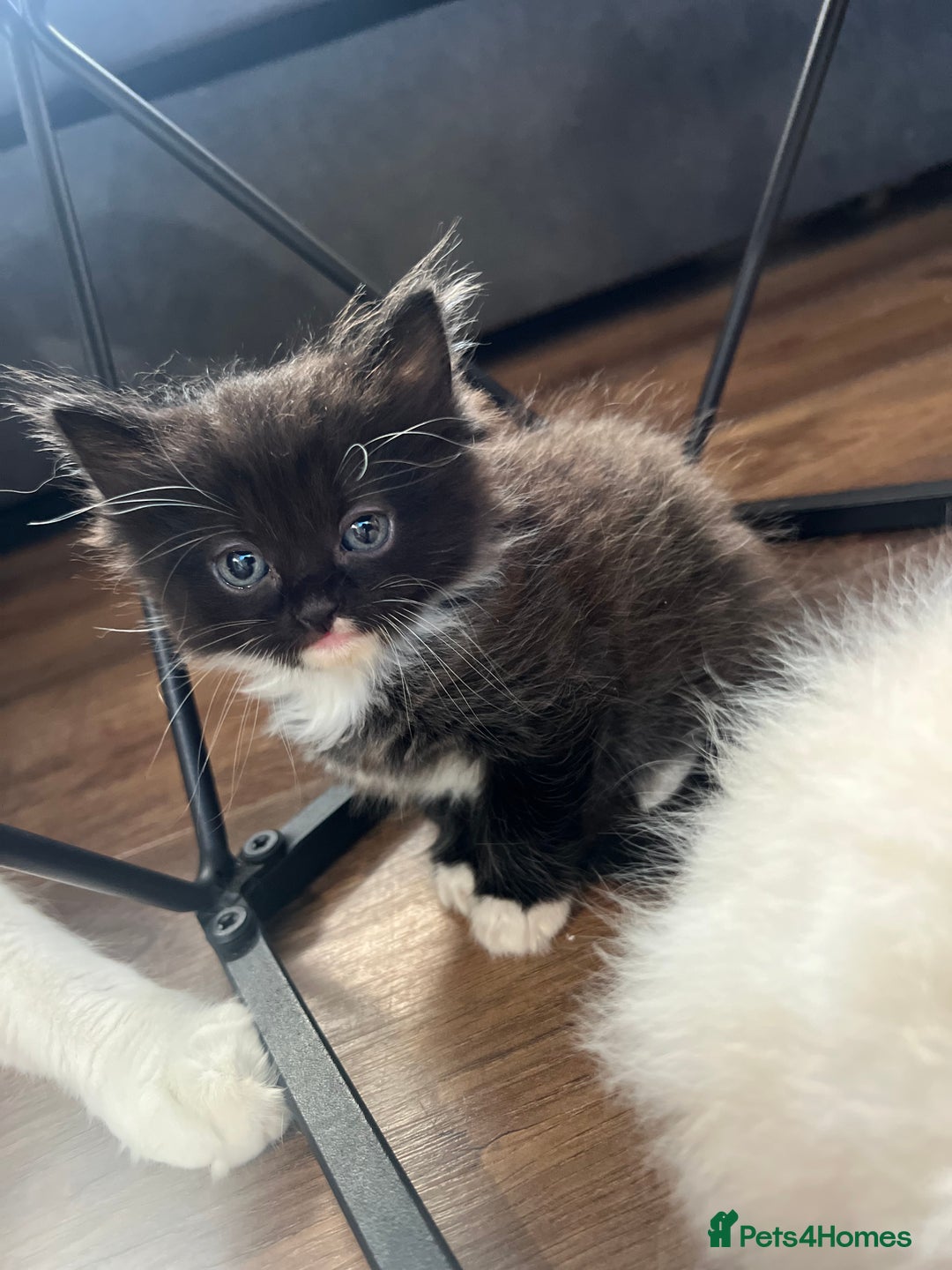 Mixed Breed cats for sale: Beautiful fluffy kittens  - Image 7