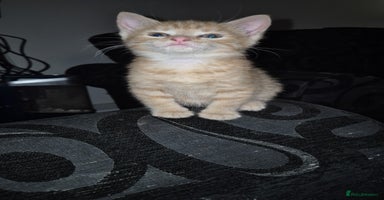 British Shorthair cats - Advert 11