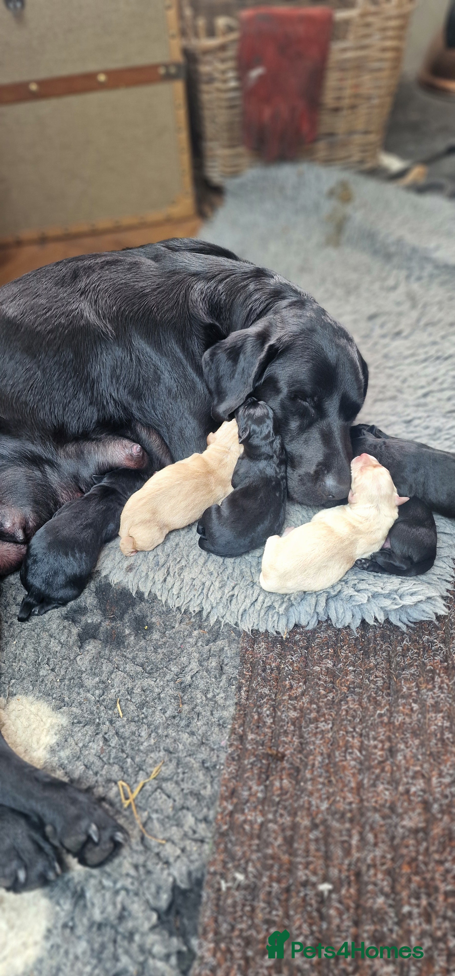 Labrador Retriever dogs KC Registered Pedigree Black Labrador Puppies - Advert 2