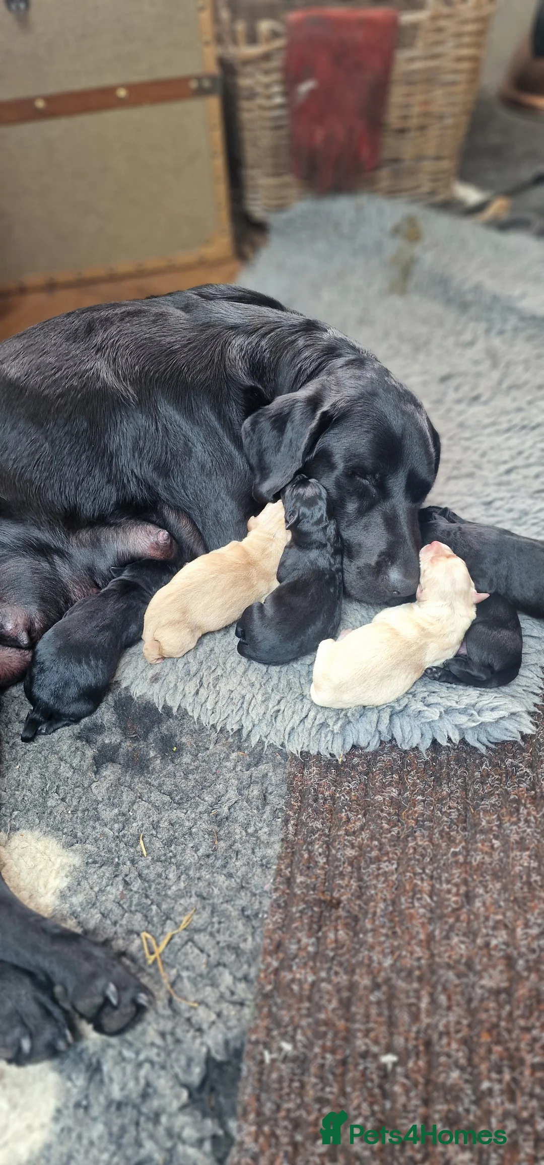 Labrador Retriever dogs for sale: KC Registered Pedigree Black Labrador Puppies in Abergele - Advert 2