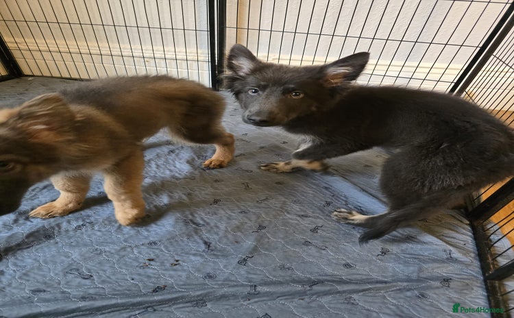 German Shepherd dogs - Advert 14