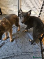 German Shepherd dogs READY NOW long hair straight back German shepherd - Advert 7