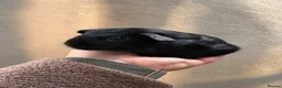 Guinea Pig rodents for sale: Rescue guinea pigs looking for wonderful homes - Advert 1