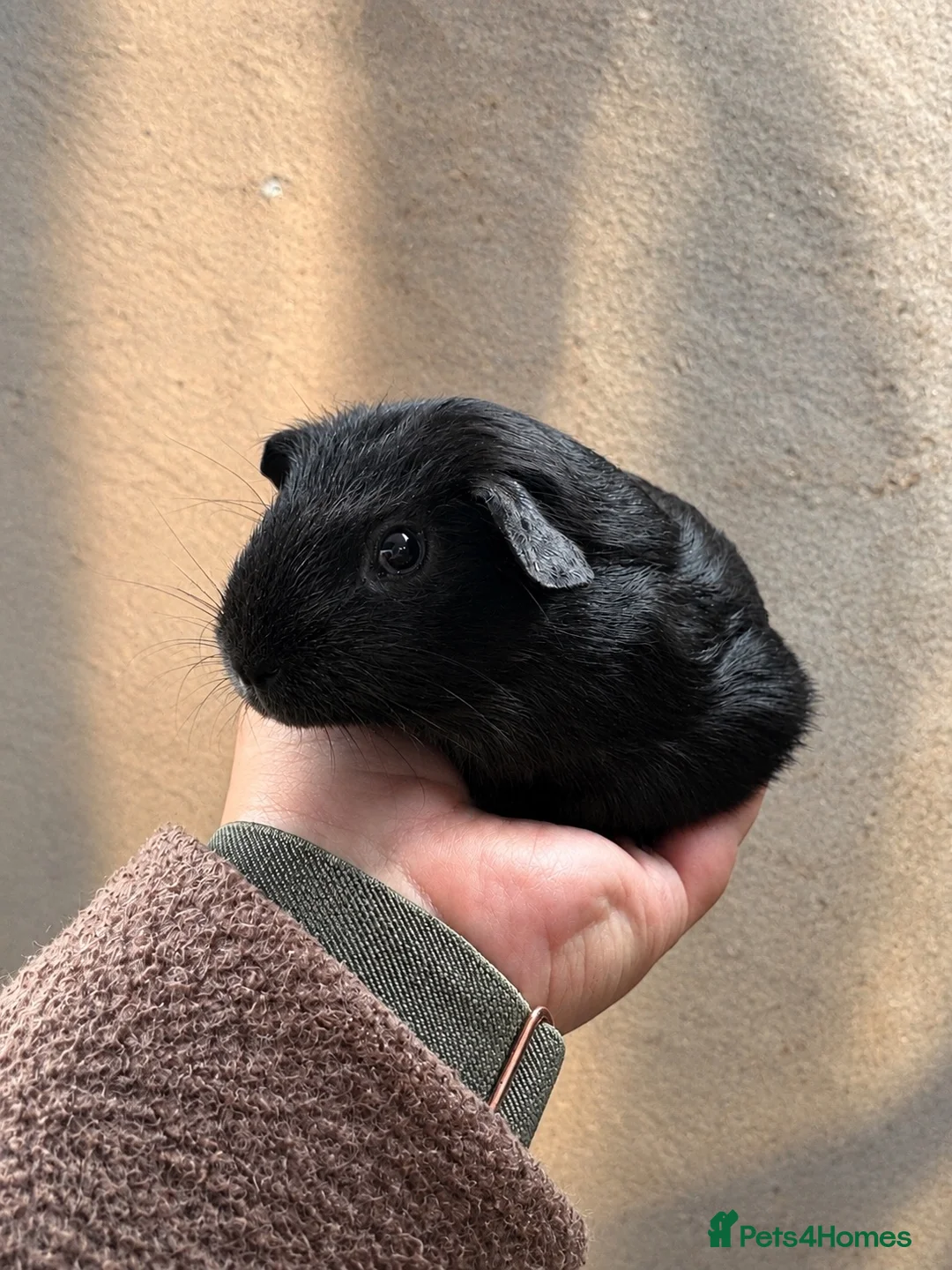 Guinea Pig rodents for sale: Rescue guinea pigs looking for wonderful homes - Advert 1