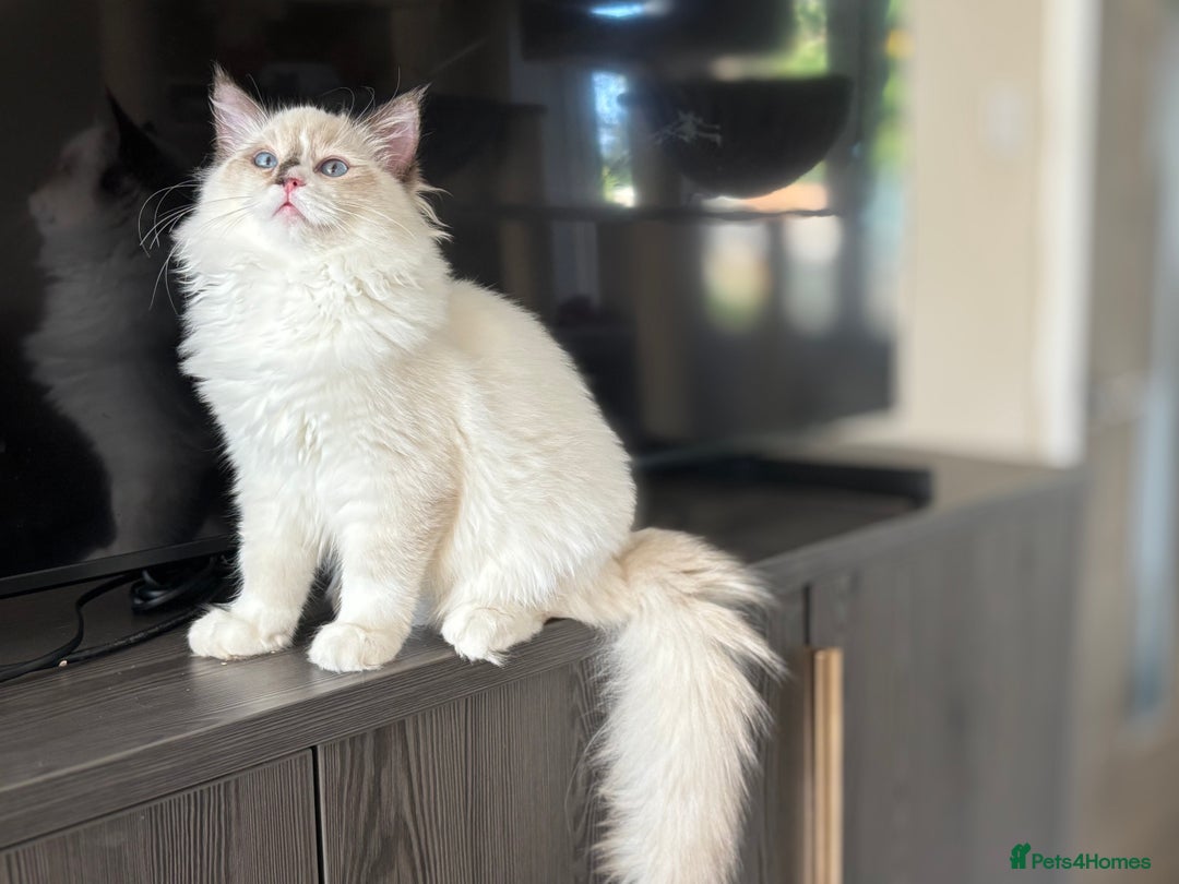 Ragdoll cats for sale: TICA DNA tested 5 Gen Pedigree  - Image 22