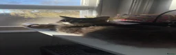 Mixed Breed cats for sale: 2 cats and their 2 kittens  - Advert 4