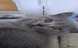 British Shorthair cats for sale: Beautiful British shorthair litter - Image 1