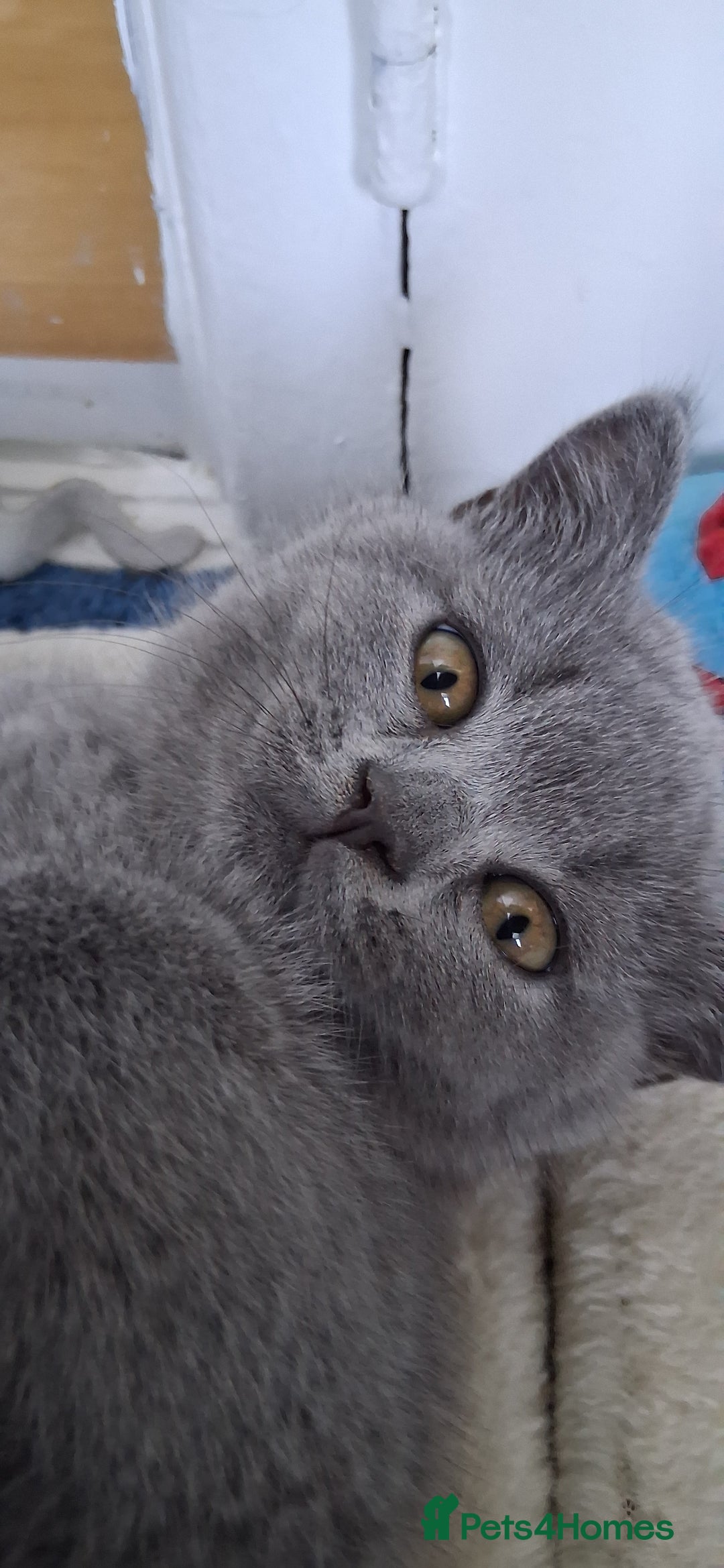 British Shorthair cats for sale: Beautiful British shorthair litter - Image 1
