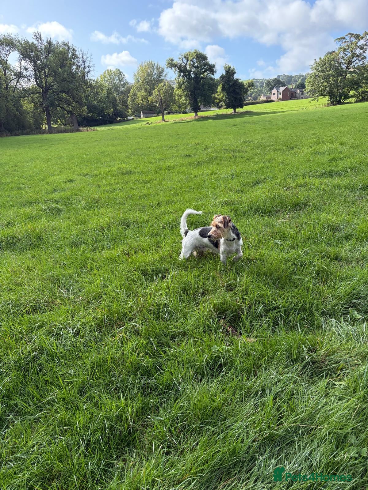 Sporting Lucas Terrier dogs 4 year old sporting lucas terrier - Advert 1