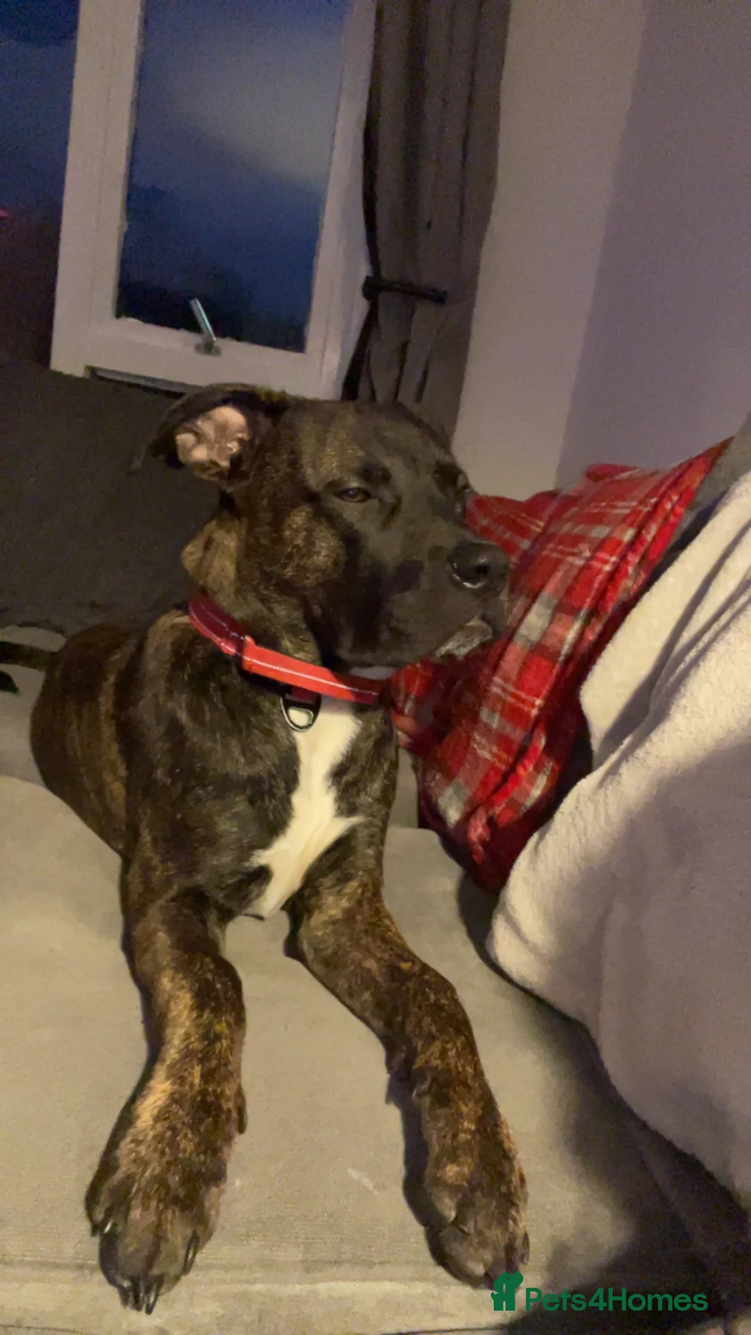 Mixed Breed dogs for sale: Cane Corso   - Advert 1