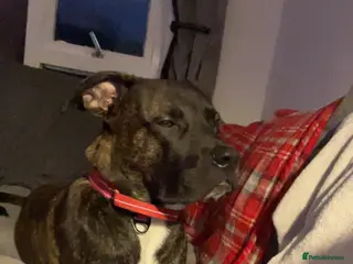 Mixed Breed dogs Cane Corso - Advert 4