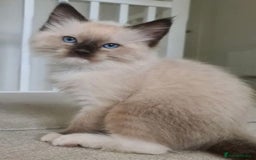 Ragdoll cats for stud: GCCF RAGDOLL STUD CHUNKY BIG BOY MILTON KEYNES in Milton Keynes - Image 15