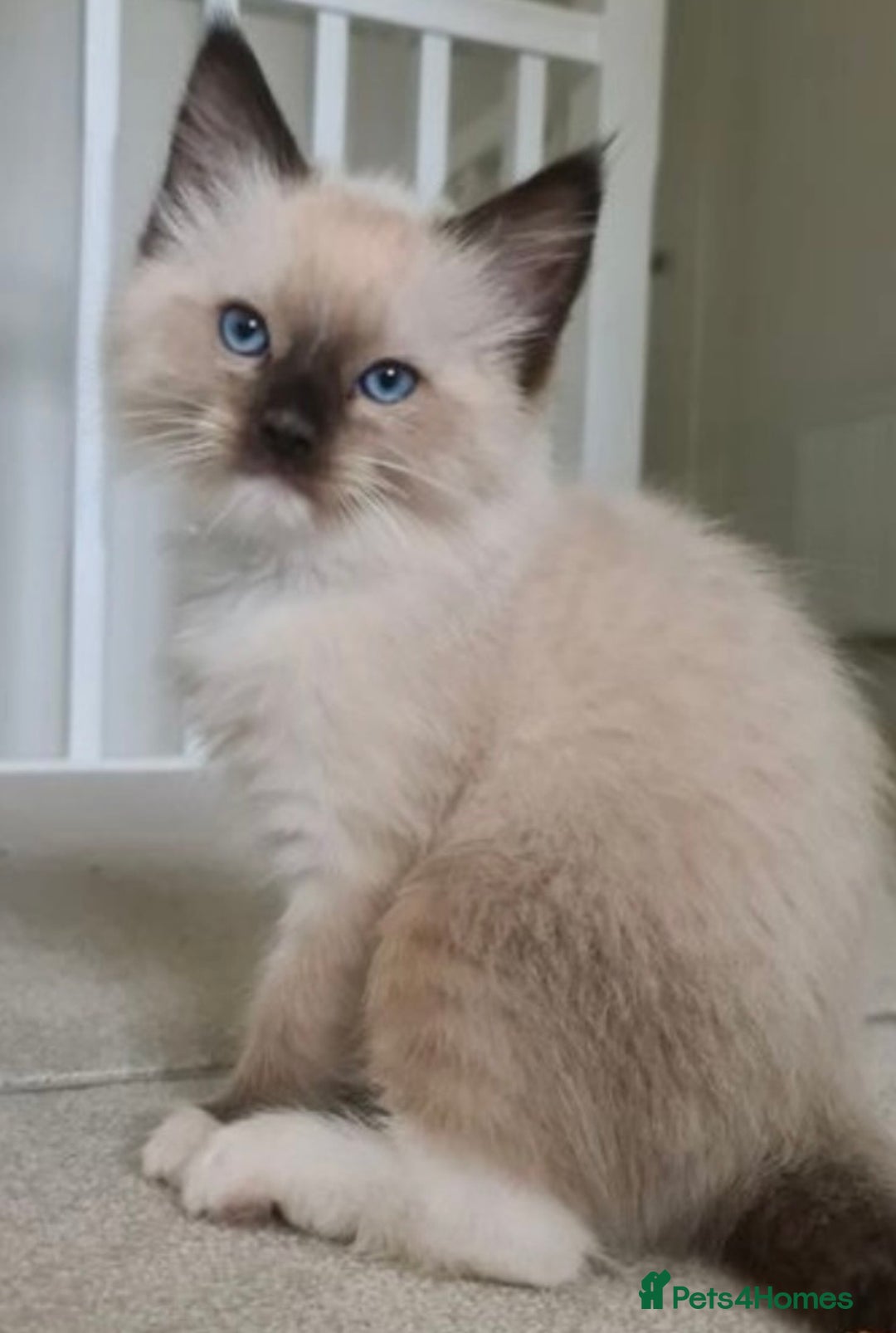 Ragdoll cats for stud: GCCF RAGDOLL STUD CHUNKY BIG BOY MILTON KEYNES in Milton Keynes - Image 15