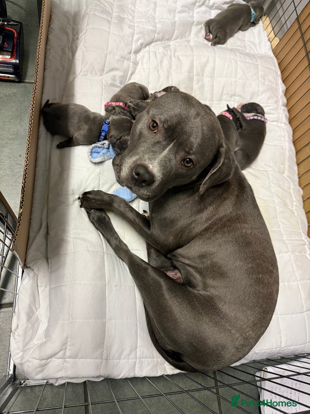 Staffordshire Bull Terrier dogs for sale: Blue Staffordshire bull terrier staffy  - Advert 27