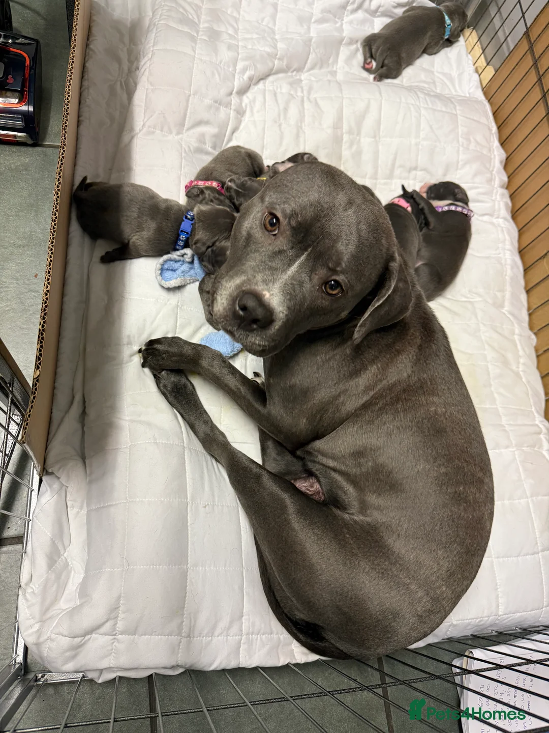 Staffordshire Bull Terrier dogs for sale: 1 female  Blue Staffordshire bull terrier staffy - Advert 9