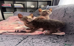 Lykoi cats for sale: Loving Lykoi lap kittens (open to offers) - Image 2