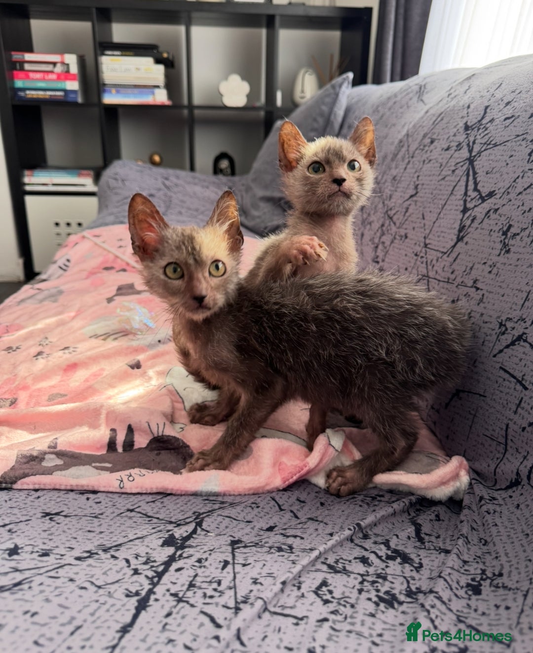 Lykoi cats for sale: Loving Lykoi lap kittens (open to offers) - Image 2