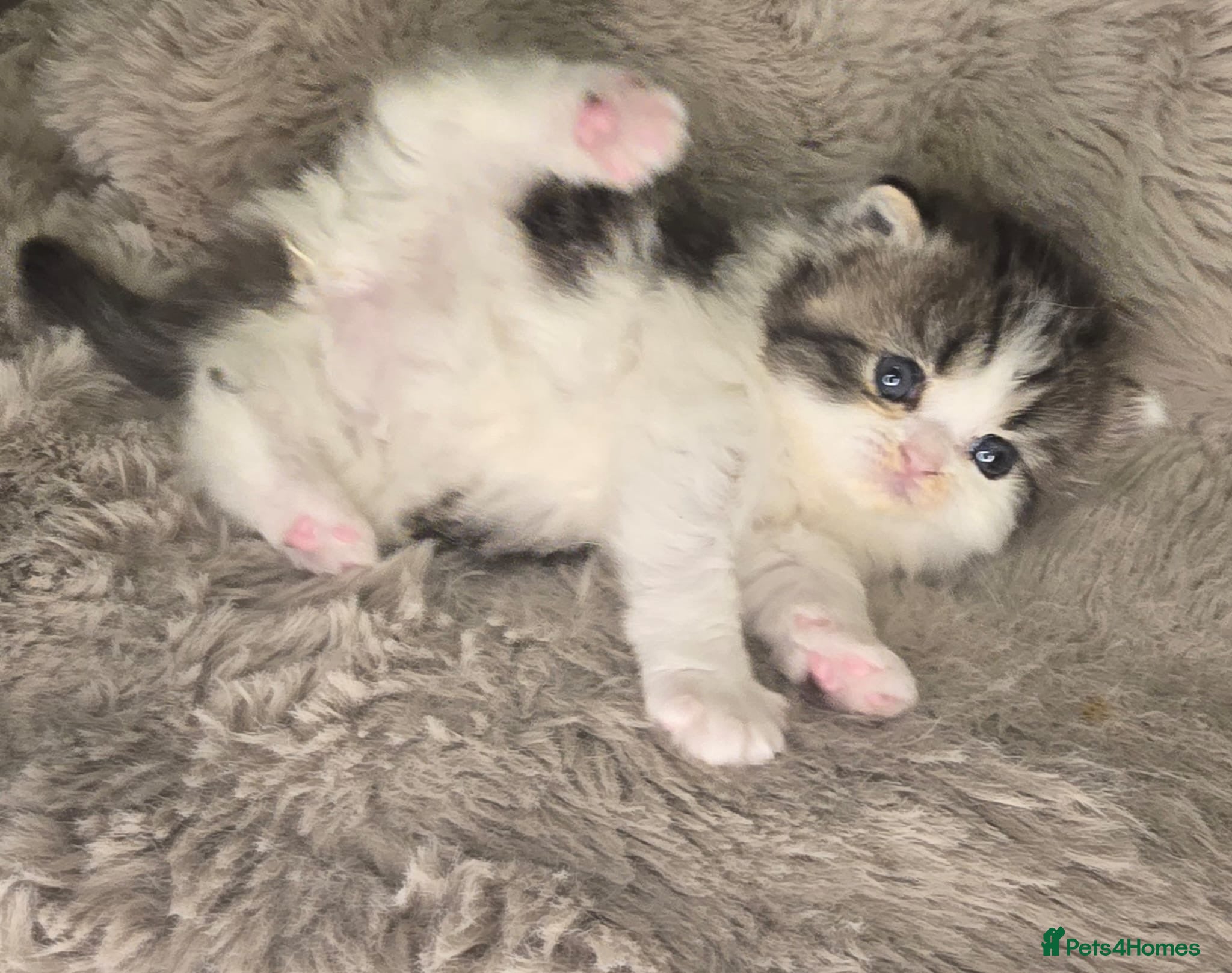 Exotic cats Beautiful adorable exotic babies - Advert 3