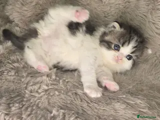 Exotic cats Beautiful adorable exotic babies - Advert 3