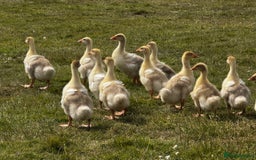 Geese poultry for sale: Embden Geese For Sale  - Image 3