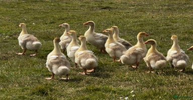 Geese poultry - Advert 9